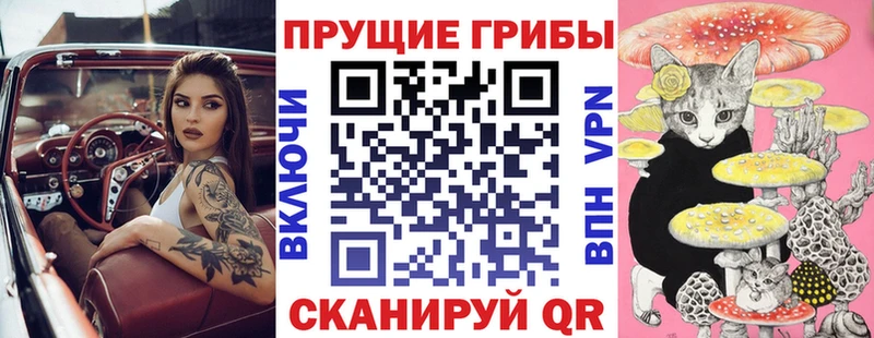 Купить  Бирюч  Галлюциногенные грибы Psilocybe 